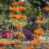 Sow Exotic Medicinal & Culinary Herbs Wild Dagga (Leonotis Leonurus)