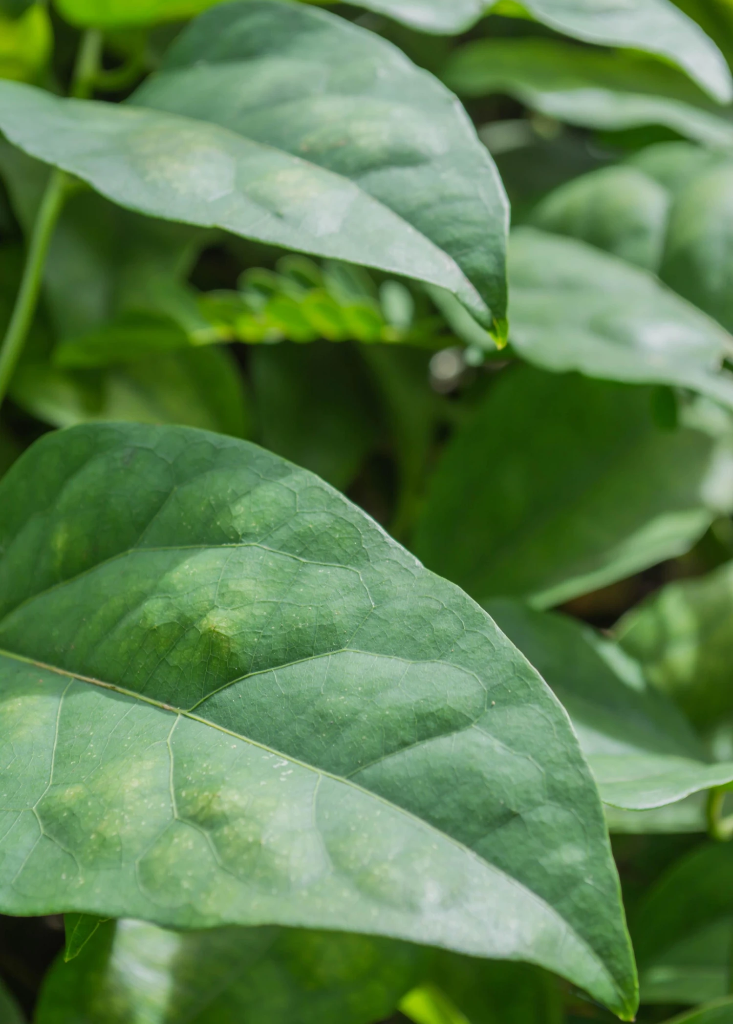 Sow Exotic Yanang, Grass Jelly Vine (Tiliacora Triandra) Medicinal & Culinary Herbs 4 Sow Exotic Yanang, Grass Jelly Vine (Tiliacora Triandra) Medicinal & Culinary Herbs