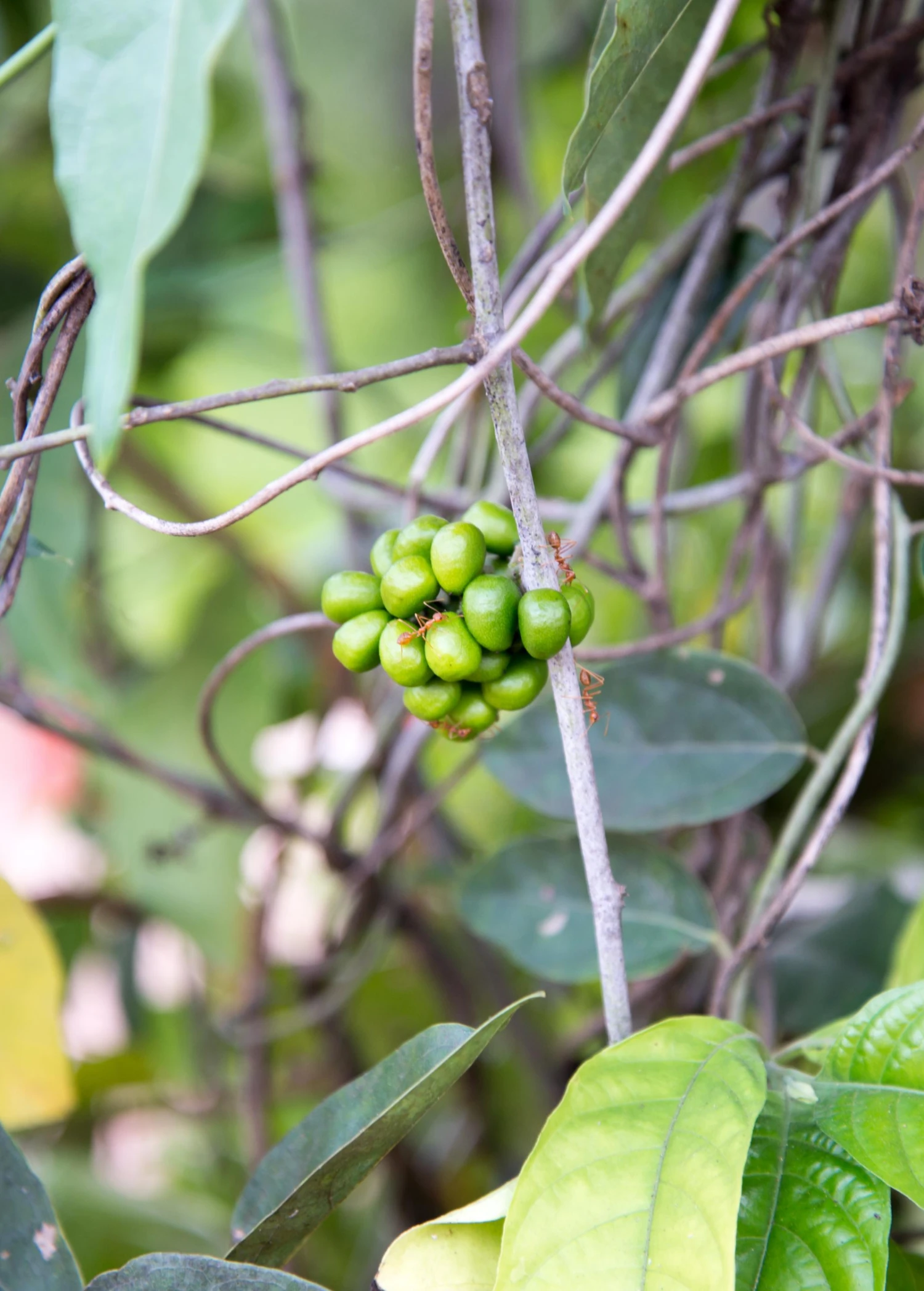 Sow Exotic Yanang, Grass Jelly Vine (Tiliacora Triandra) Medicinal & Culinary Herbs 3 Sow Exotic Yanang, Grass Jelly Vine (Tiliacora Triandra) Medicinal & Culinary Herbs