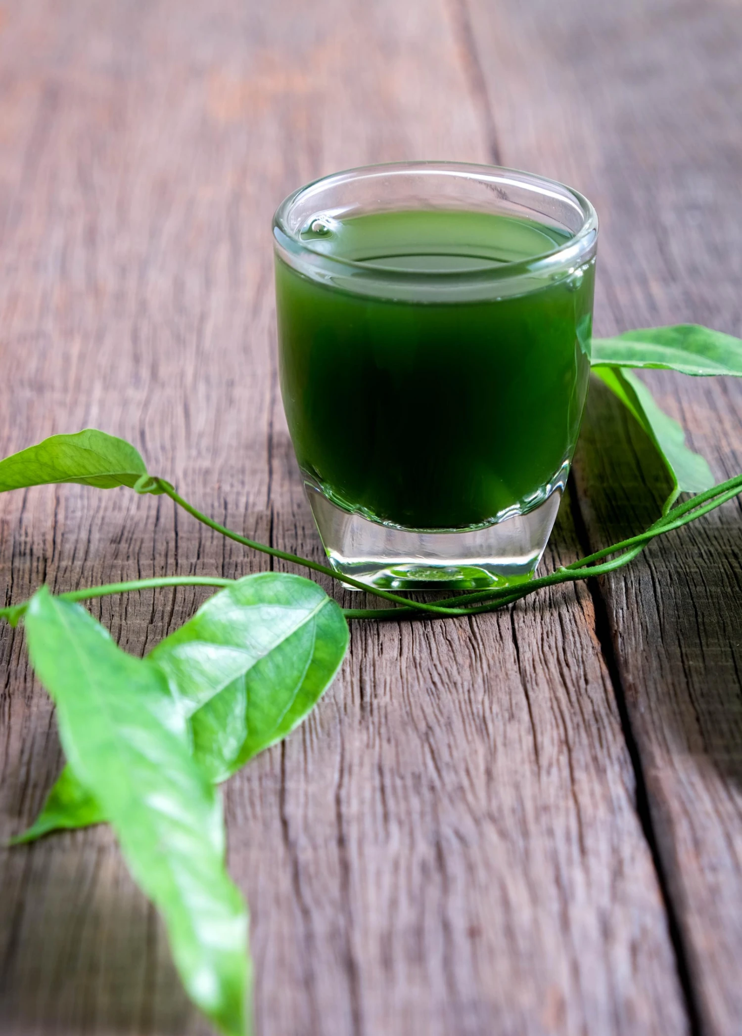 Sow Exotic Yanang, Grass Jelly Vine (Tiliacora Triandra) Medicinal & Culinary Herbs 5 Sow Exotic Yanang, Grass Jelly Vine (Tiliacora Triandra) Medicinal & Culinary Herbs