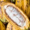 Sow Exotic Tropical Fruit & Spice Trees Yellow Cacao (Theobroma Cacao)
