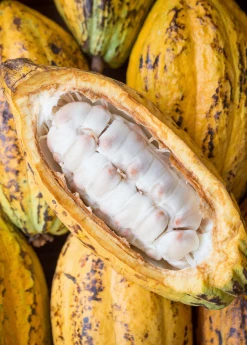 Sow Exotic Tropical Fruit & Spice Trees Yellow Cacao (Theobroma Cacao)