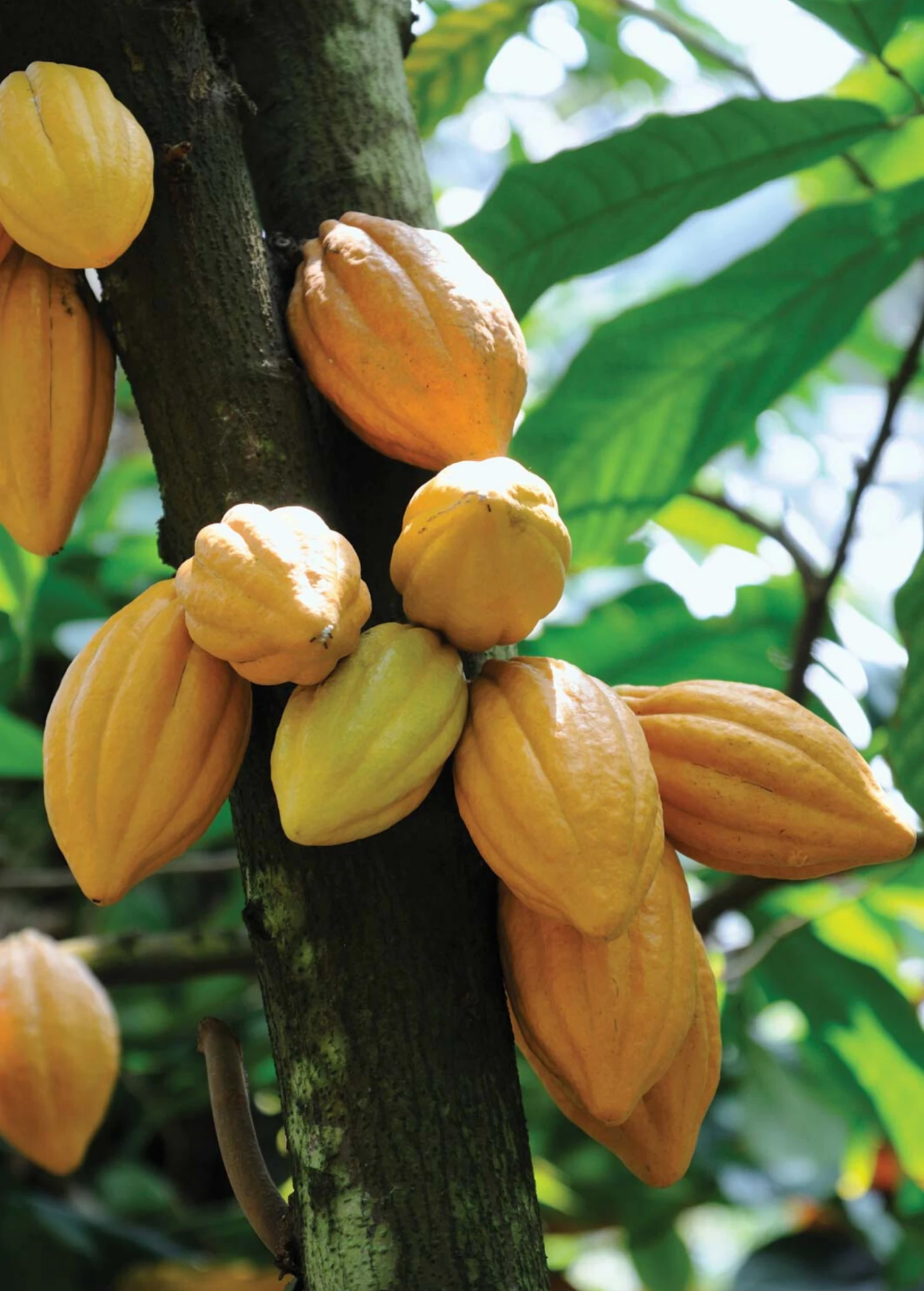 Sow Exotic Tropical Fruit & Spice Trees Yellow Cacao (Theobroma Cacao)
