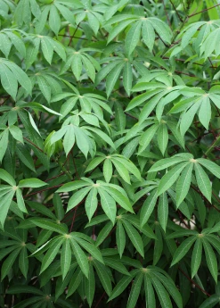 Sow Exotic Yuca Root (Manihot Esculenta) Rare Fruiting Plants