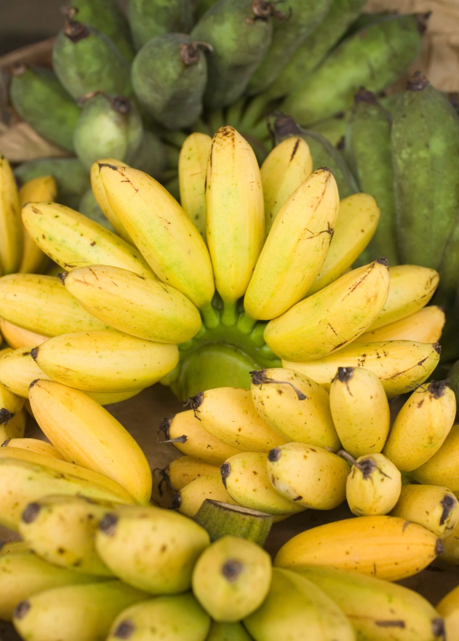 Sow Exotic Banana 'Manzano' Apple Banana (Musa) Tropical Fruit & Spice Trees 1 Sow Exotic Banana 'Manzano' Apple Banana (Musa) Tropical Fruit & Spice Trees