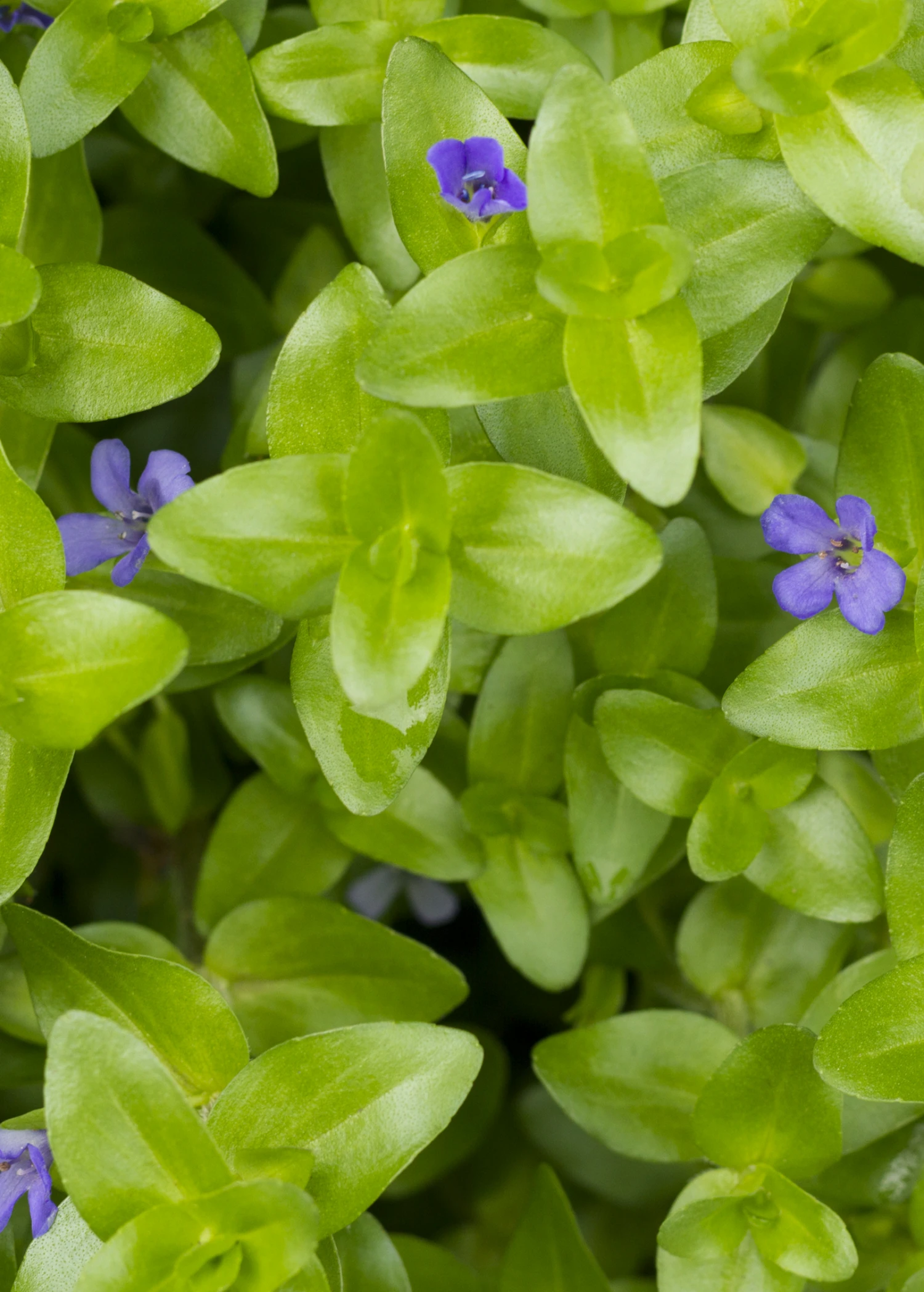 Sow Exotic Medicinal & Culinary Herbs Brahmi (Bacopa Monnieri) 4 Sow Exotic Medicinal & Culinary Herbs Brahmi (Bacopa Monnieri)