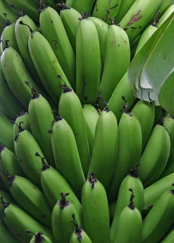 Sow Exotic Banana 'Grand Nain' (Musa)