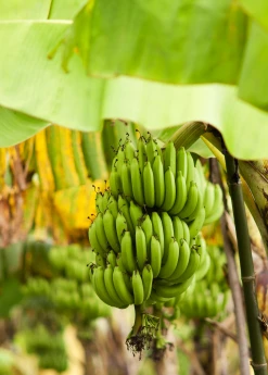 Sow Exotic Banana 'Grand Nain' (Musa)