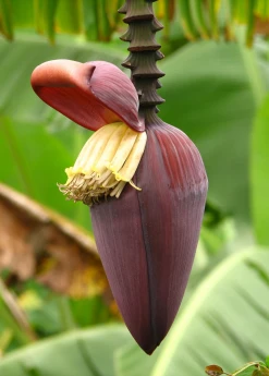 Sow Exotic Banana 'Grand Nain' (Musa)