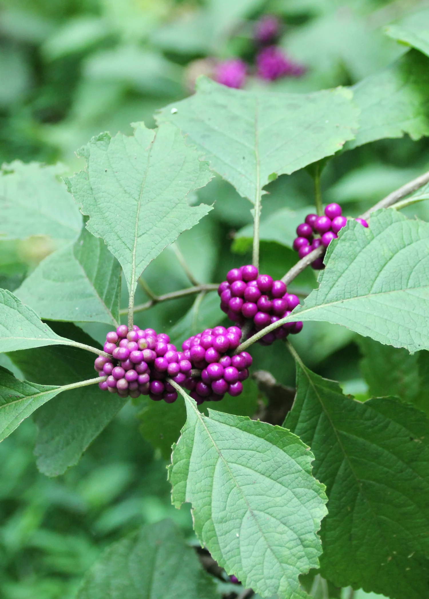 Sow Exotic Beautyberry (Callicarpa Americana) 1 Sow Exotic Beautyberry (Callicarpa Americana)