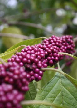 Sow Exotic Beautyberry (Callicarpa Americana) 6 Sow Exotic Beautyberry (Callicarpa Americana)