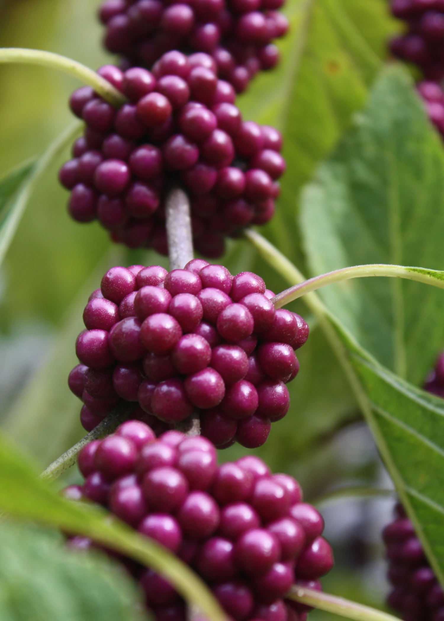 Sow Exotic Beautyberry (Callicarpa Americana) 4 Sow Exotic Beautyberry (Callicarpa Americana)