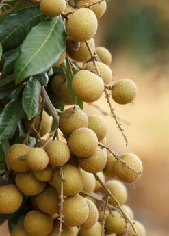 Sow Exotic Longan, 'Biew Kiew' (Dimocarpus Longan) Tropical Fruit & Spice Trees