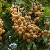 Sow Exotic Longan, 'Biew Kiew' (Dimocarpus Longan) Tropical Fruit & Spice Trees