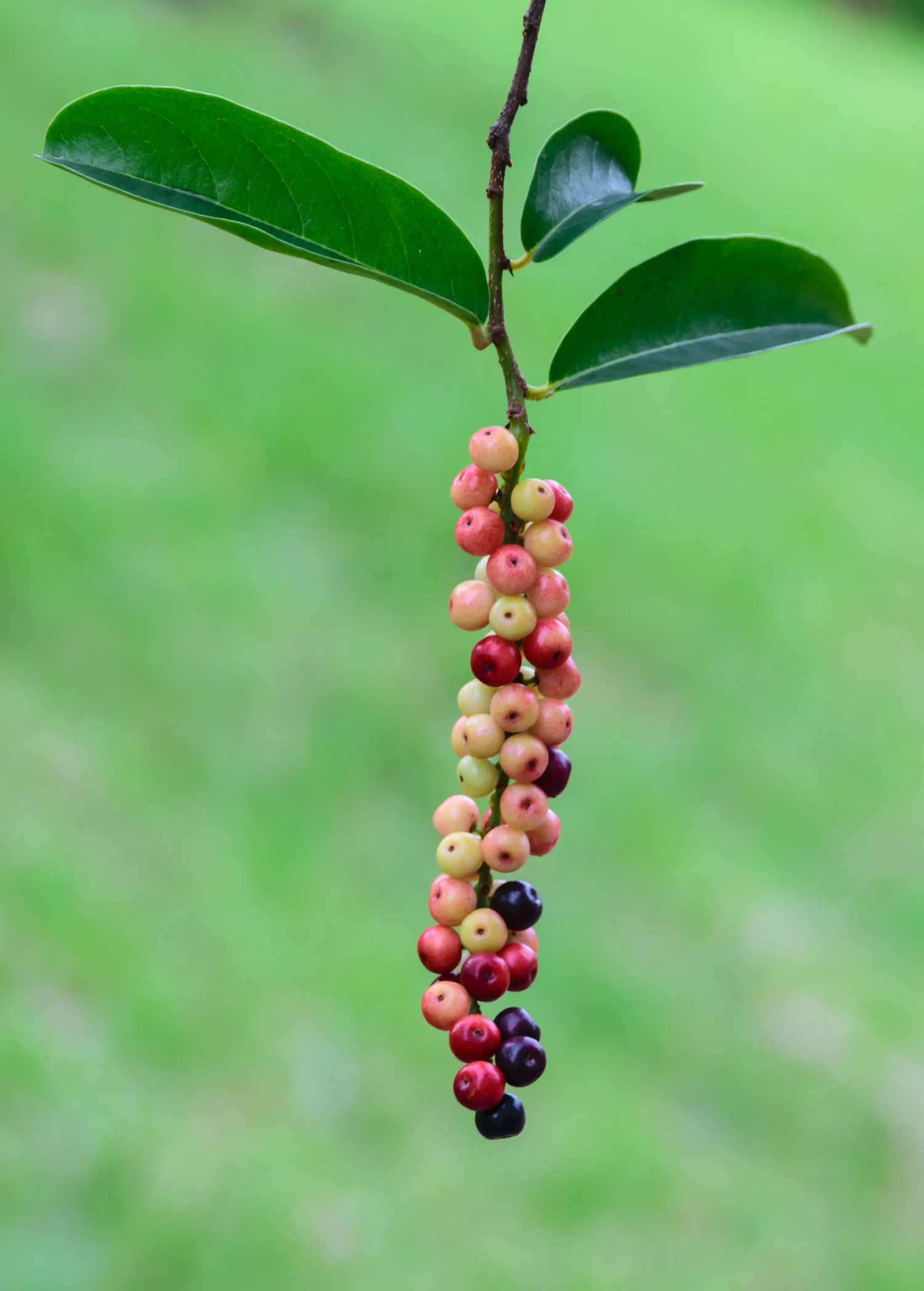 Sow Exotic Bignay (Antidesma Bunius) 3 Sow Exotic Bignay (Antidesma Bunius)