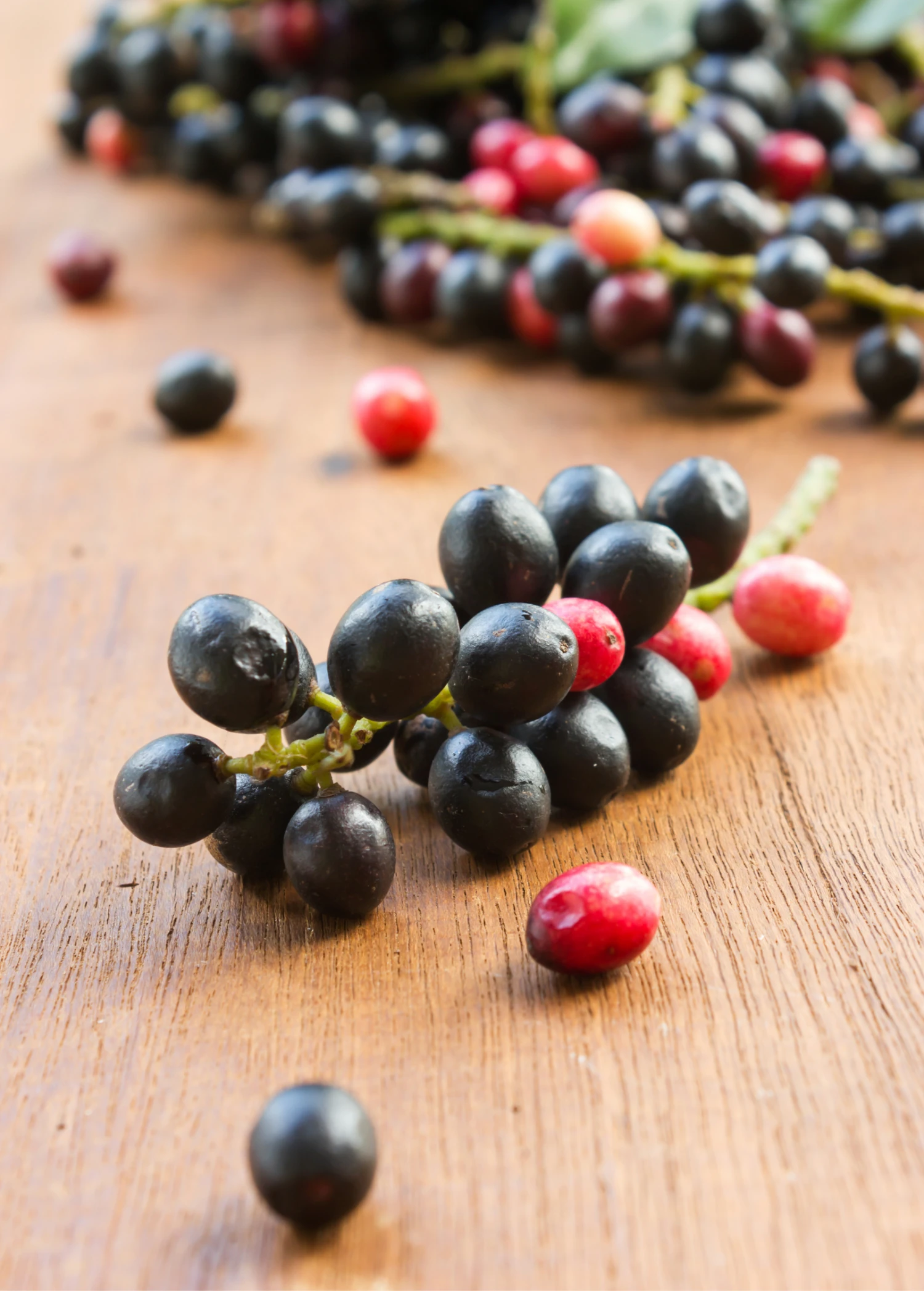 Sow Exotic Bignay (Antidesma Bunius) 4 Sow Exotic Bignay (Antidesma Bunius)