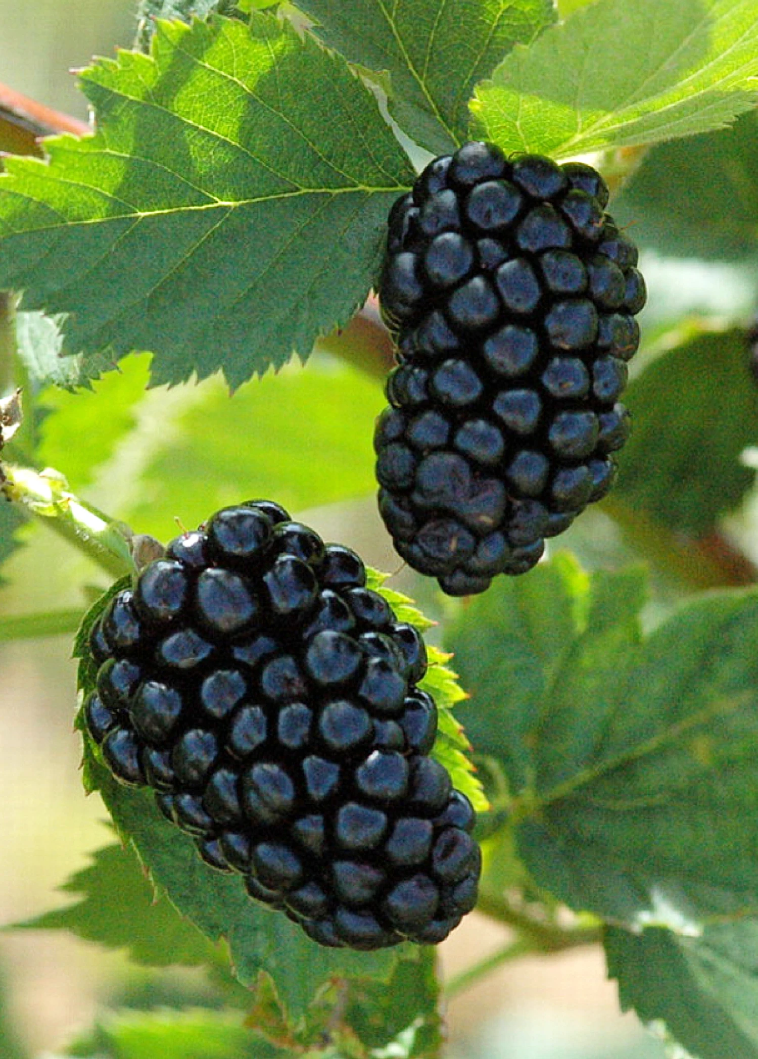 Sow Exotic Blackberry, Thornless 'Natchez' (Rubus) Rare Fruiting Plants 2 Sow Exotic Blackberry, Thornless 'Natchez' (Rubus) Rare Fruiting Plants