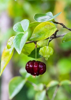 Sow Exotic Tropical Fruit & Spice Trees Grafted Black Surinam Cherry (Eugenia Uniflora)