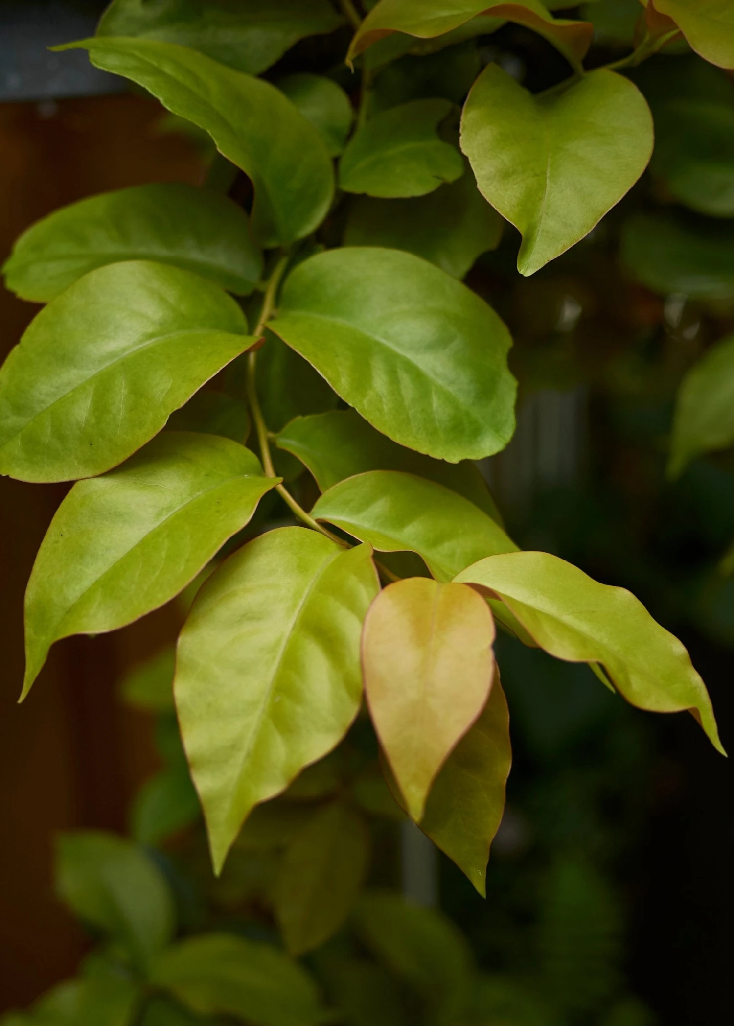 Sow Exotic Rare Fruiting Plants Barbados Gooseberry (Pereskia Aculeata) 2 Sow Exotic Rare Fruiting Plants Barbados Gooseberry (Pereskia Aculeata)