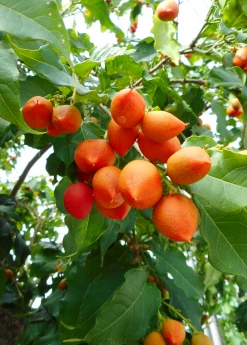 Sow Exotic Tropical Fruit & Spice Trees Peanut Butter Fruit (Bunchosia Argentea)