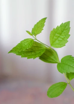 Sow Exotic Calea Dream Herb (Calea Zacatechichi) Medicinal & Culinary Herbs