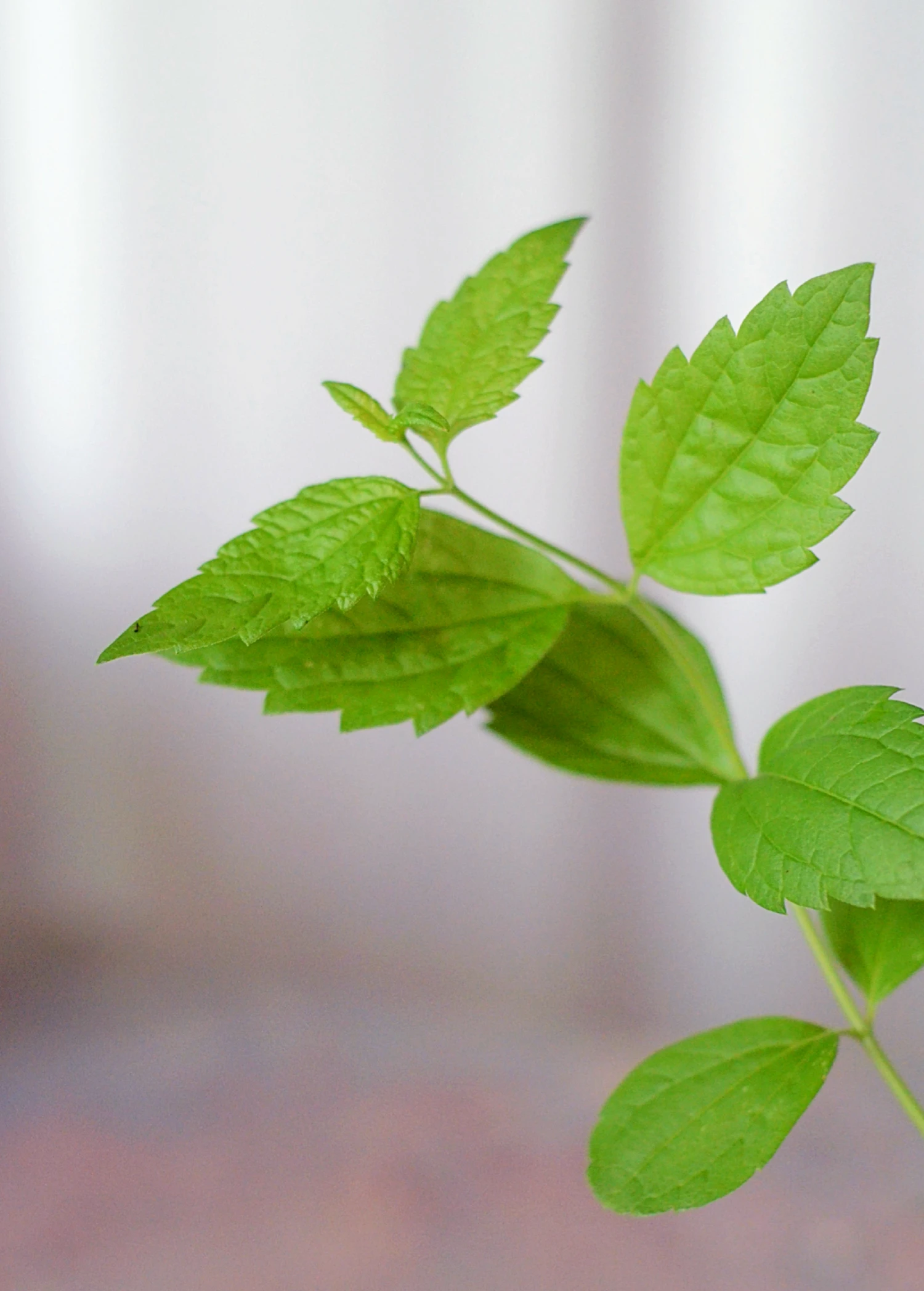 Sow Exotic Calea Dream Herb (Calea Zacatechichi) Medicinal & Culinary Herbs 2 Sow Exotic Calea Dream Herb (Calea Zacatechichi) Medicinal & Culinary Herbs