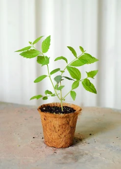 Sow Exotic Calea Dream Herb (Calea Zacatechichi) Medicinal & Culinary Herbs