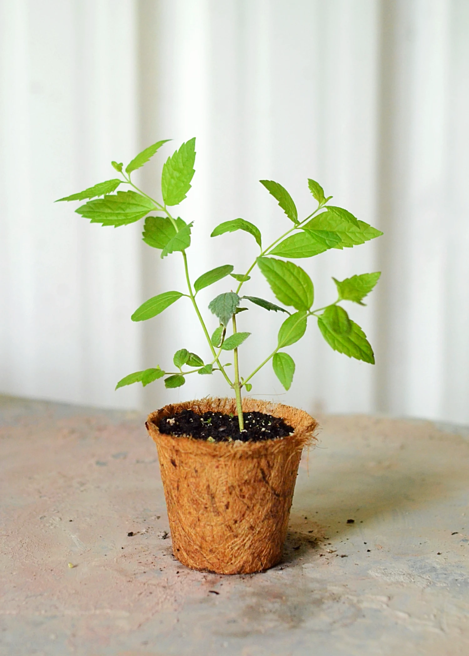 Sow Exotic Calea Dream Herb (Calea Zacatechichi) Medicinal & Culinary Herbs 1 Sow Exotic Calea Dream Herb (Calea Zacatechichi) Medicinal & Culinary Herbs