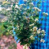 Sow Exotic Calea Dream Herb, Fresh New Arrivals