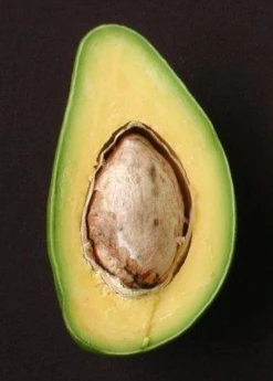 Sow Exotic Avocado 'Catalina' (Persia Americana)