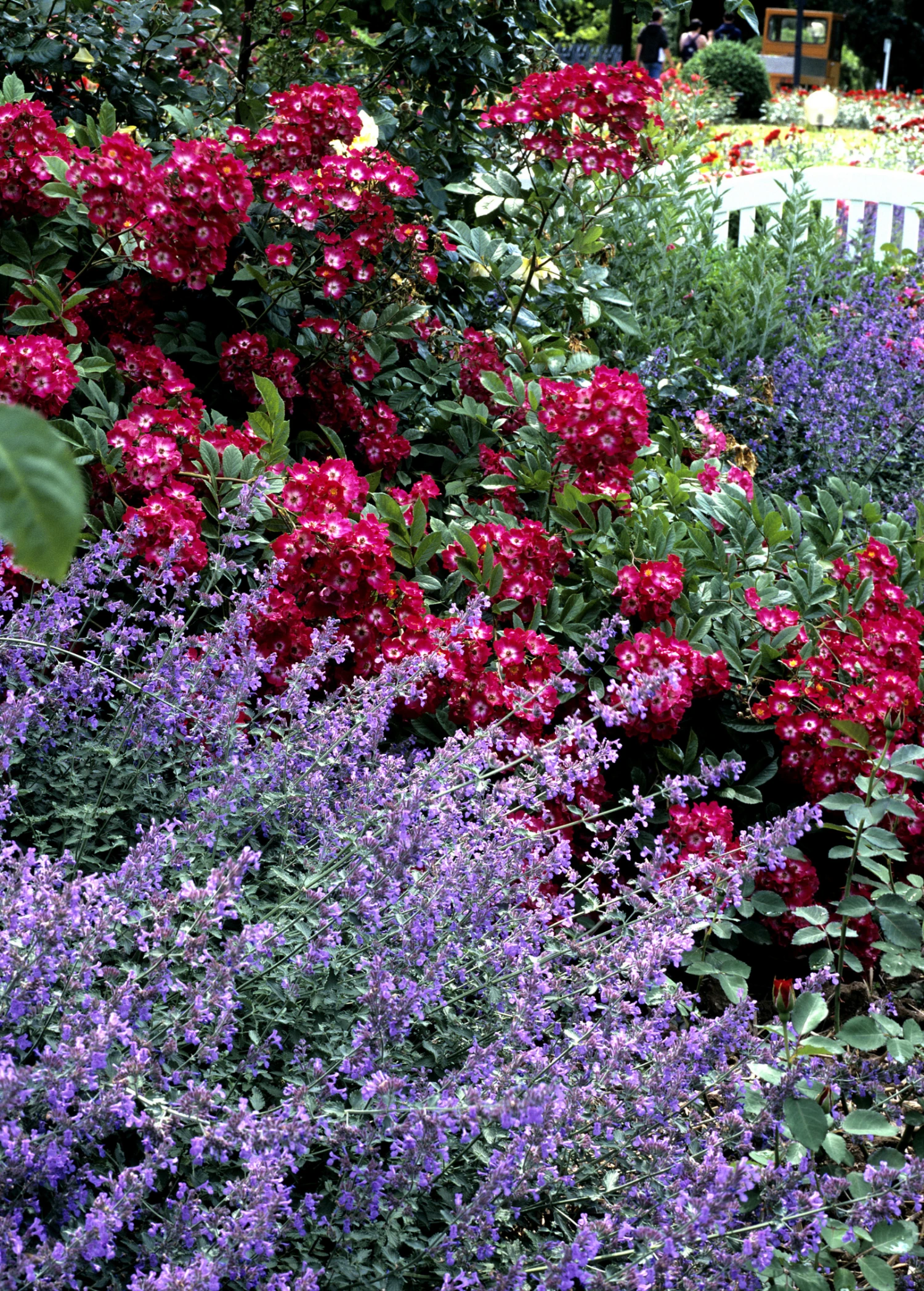 Sow Exotic Catnip (Nepeta Cataria) 1 Sow Exotic Catnip (Nepeta Cataria)