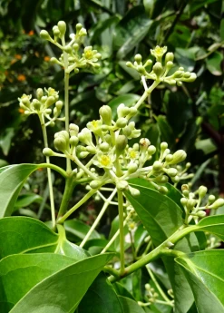 Sow Exotic Cinnamon (Cinnamomum Verum) Tropical Fruit & Spice Trees 6 Sow Exotic Cinnamon (Cinnamomum Verum) Tropical Fruit & Spice Trees