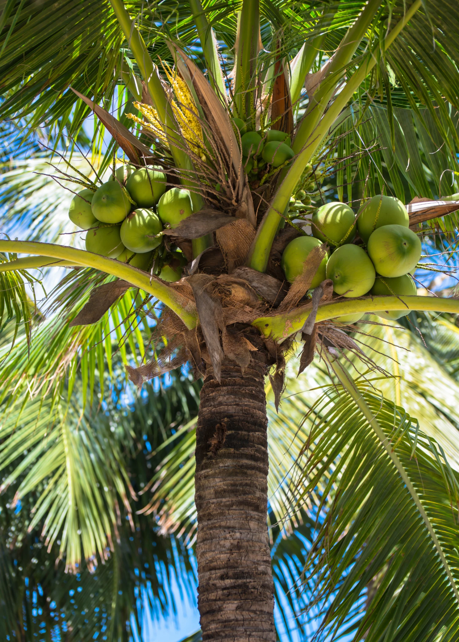 Sow Exotic Coconut Palm Tree (Cocos Nucifera) 2 Sow Exotic Coconut Palm Tree (Cocos Nucifera)