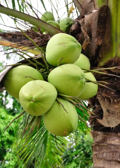Sow Exotic Coconut Palm Tree (Cocos Nucifera)