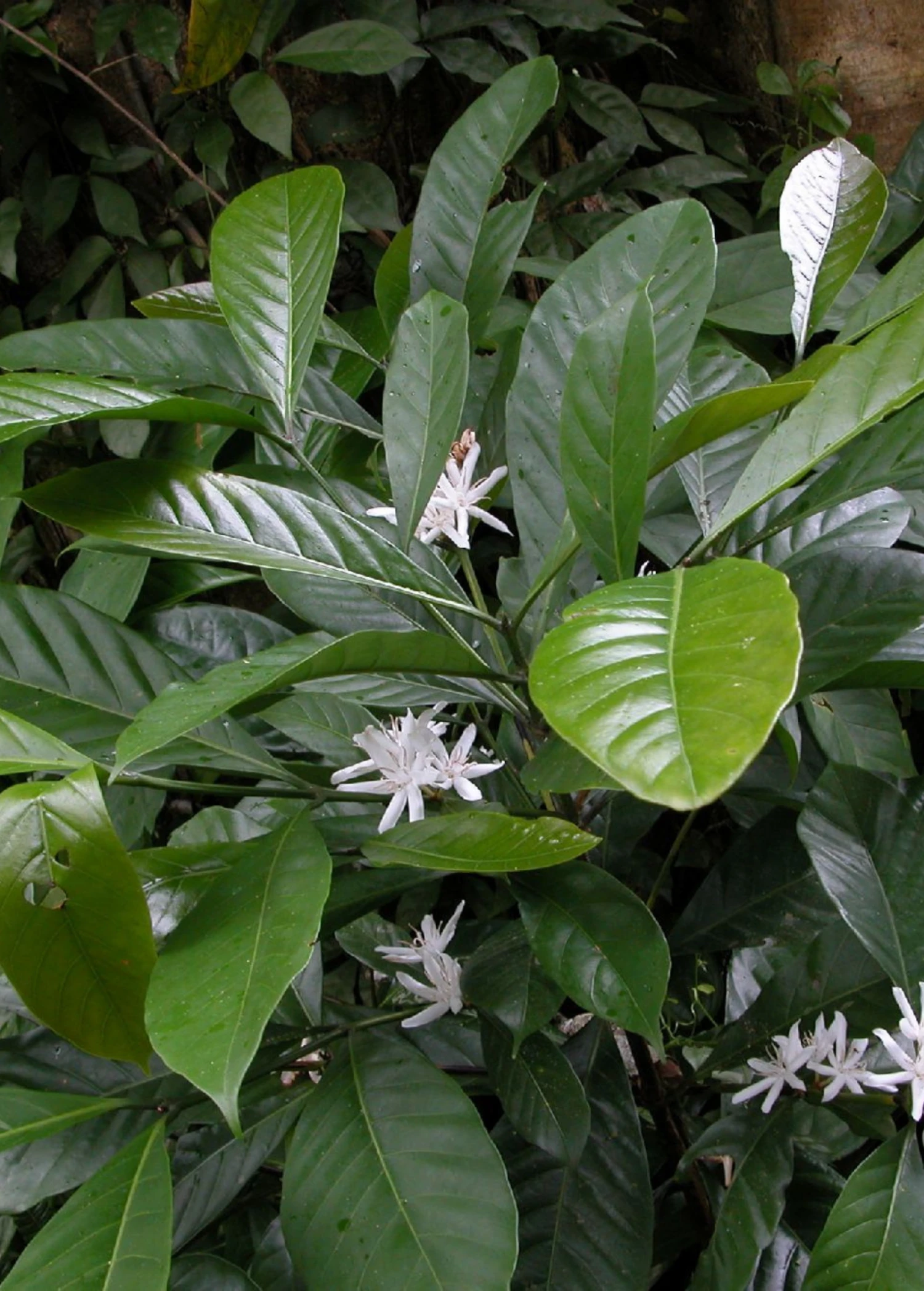 Sow Exotic Coffee (Coffea Liberica) Tropical Fruit & Spice Trees 2 Sow Exotic Coffee (Coffea Liberica) Tropical Fruit & Spice Trees