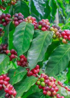 Sow Exotic Coffee (Coffea Liberica) Tropical Fruit & Spice Trees