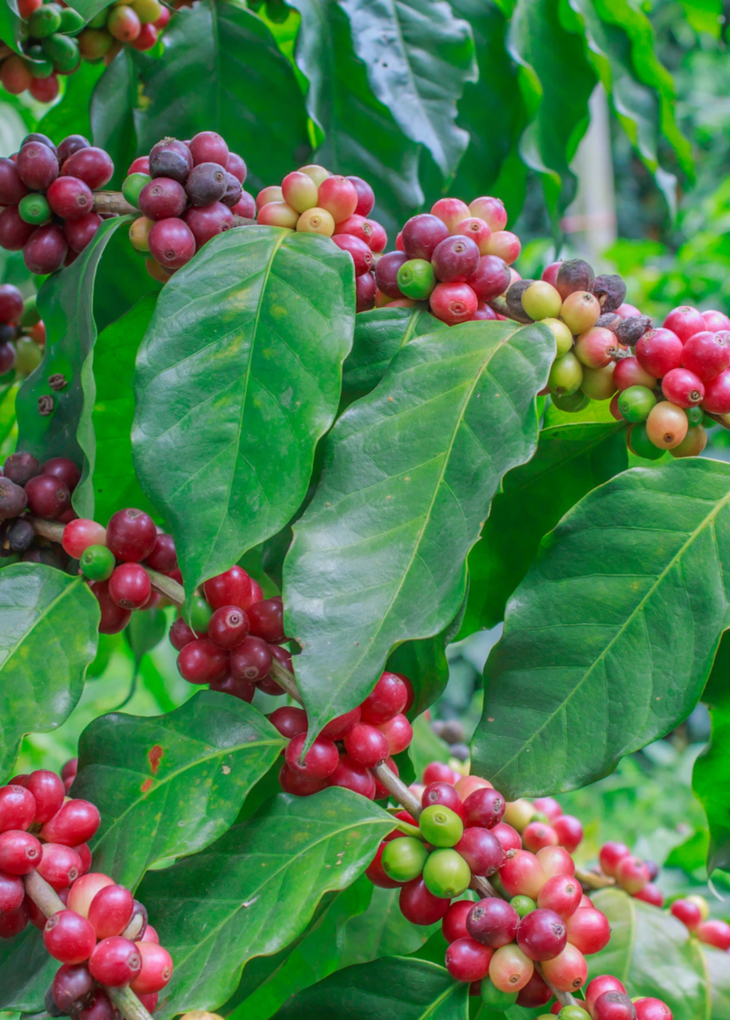 Sow Exotic Coffee (Coffea Liberica) Tropical Fruit & Spice Trees 1 Sow Exotic Coffee (Coffea Liberica) Tropical Fruit & Spice Trees