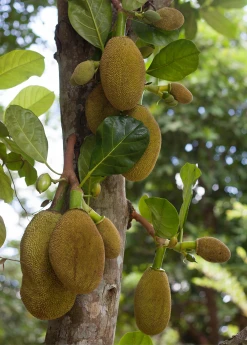 Sow Exotic Tropical Fruit & Spice Trees Jackfruit 'Crunchy' (Artocarpus Heterophyllus) 7 Sow Exotic Tropical Fruit & Spice Trees Jackfruit 'Crunchy' (Artocarpus Heterophyllus)