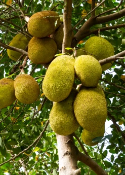Sow Exotic Tropical Fruit & Spice Trees Jackfruit 'Crunchy' (Artocarpus Heterophyllus)