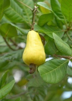 Sow Exotic Tropical Fruit & Spice Trees Cashew, Yellow (Anacardium Occidentale)