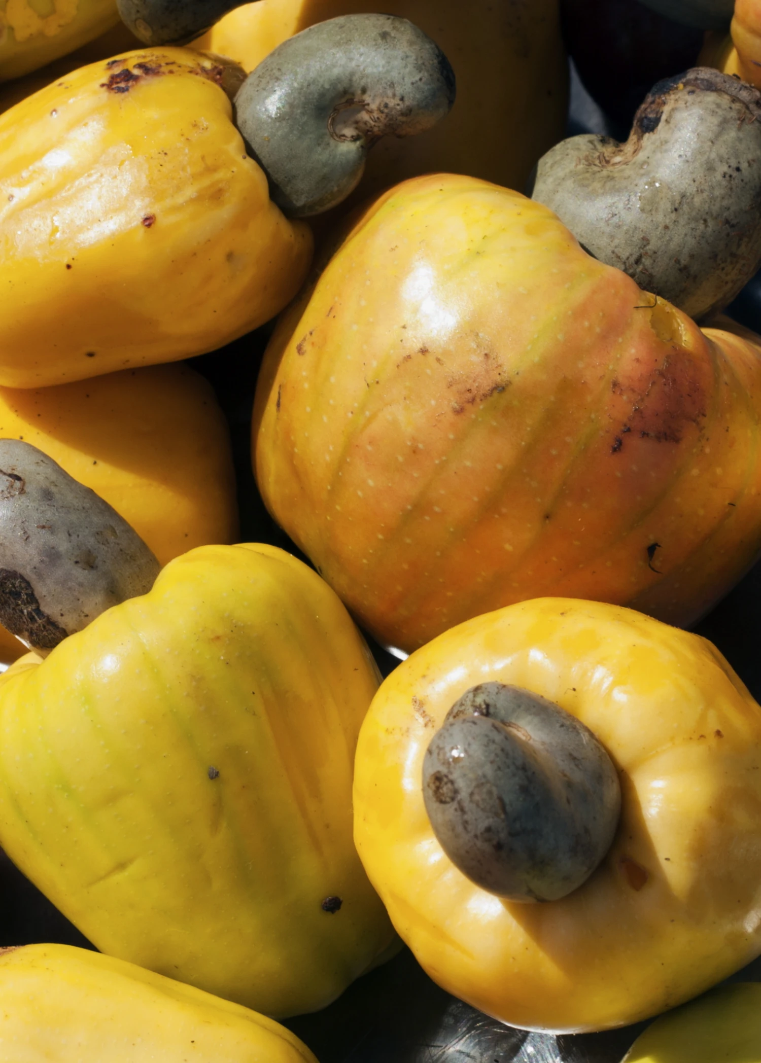 Sow Exotic Tropical Fruit & Spice Trees Cashew, Yellow (Anacardium Occidentale) 1 Sow Exotic Tropical Fruit & Spice Trees Cashew, Yellow (Anacardium Occidentale)