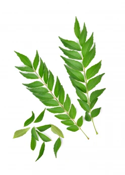 Sow Exotic Curry Leaf (Murraya Koenigii)