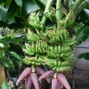 Sow Exotic Banana Dwarf 'Double Mahoi' (Musa Acuminata) Tropical Fruit & Spice Trees