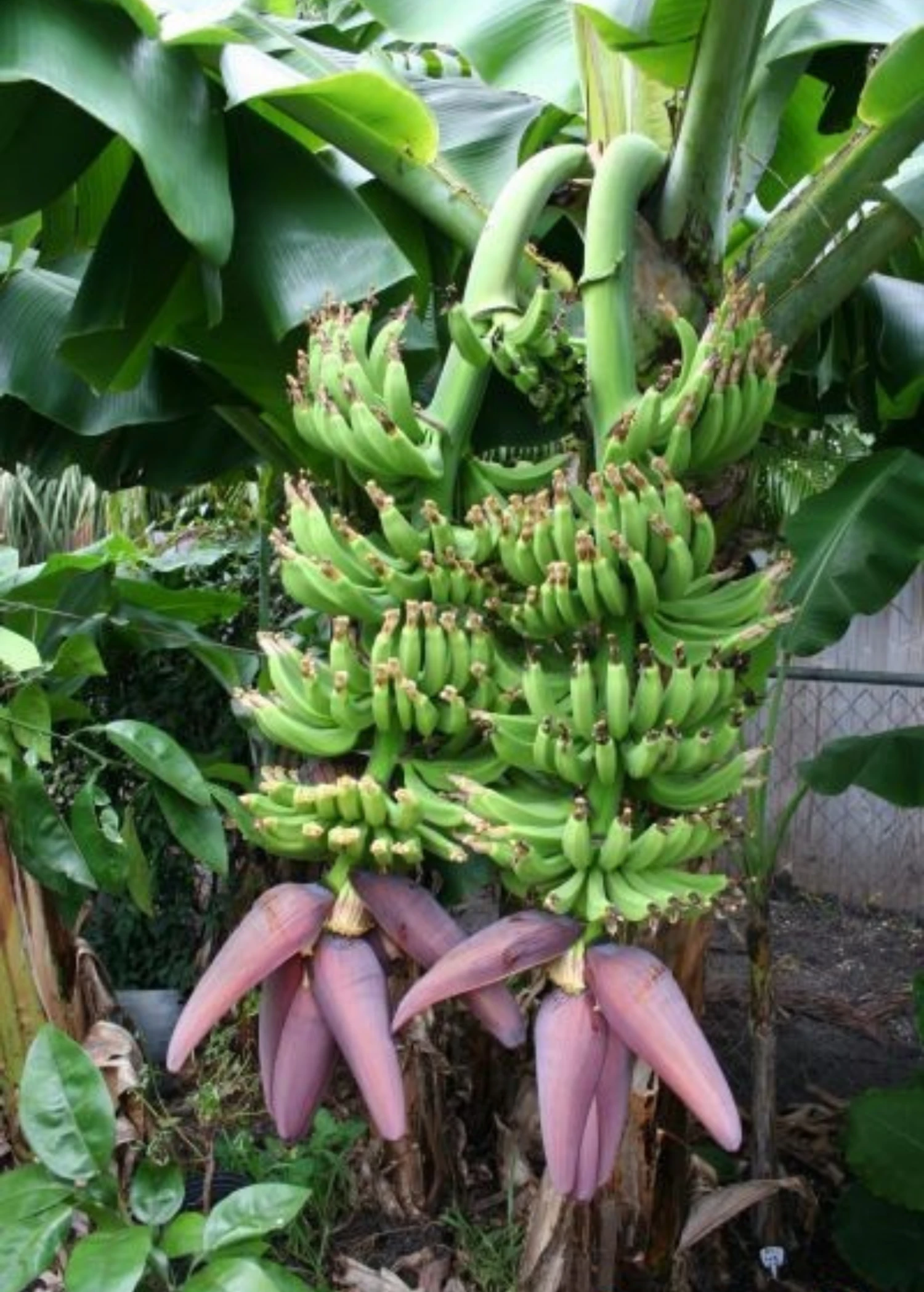 Sow Exotic Banana Dwarf 'Double Mahoi' (Musa Acuminata) Tropical Fruit & Spice Trees 1 Sow Exotic Banana Dwarf 'Double Mahoi' (Musa Acuminata) Tropical Fruit & Spice Trees
