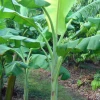 Sow Exotic Banana 'Dwarf Orinoco' (Musa Acuminata) Tropical Fruit & Spice Trees