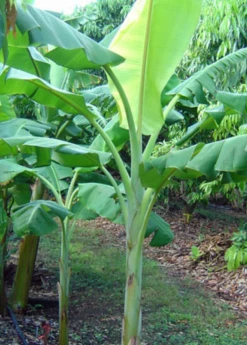 Sow Exotic Banana 'Dwarf Orinoco' (Musa Acuminata) Tropical Fruit & Spice Trees