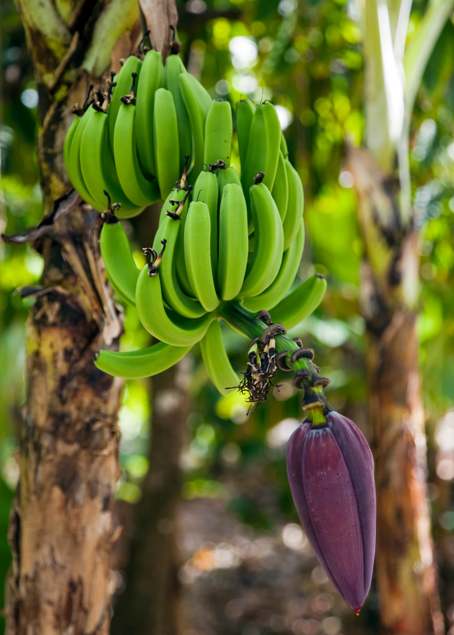 Sow Exotic Banana 'Dwarf Orinoco' (Musa Acuminata) Tropical Fruit & Spice Trees 2 Sow Exotic Banana 'Dwarf Orinoco' (Musa Acuminata) Tropical Fruit & Spice Trees