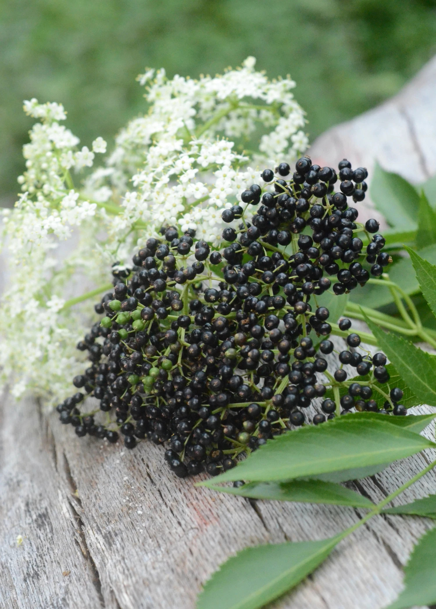 Sow Exotic Elderberry, Florida Native (Sambucus Canadensis) Medicinal & Culinary Herbs 3 Sow Exotic Elderberry, Florida Native (Sambucus Canadensis) Medicinal & Culinary Herbs