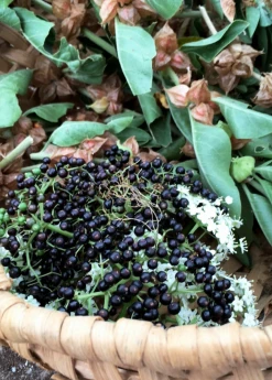 Sow Exotic Elderberry, Florida Native (Sambucus Canadensis) Medicinal & Culinary Herbs 9 Sow Exotic Elderberry, Florida Native (Sambucus Canadensis) Medicinal & Culinary Herbs