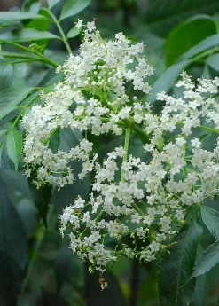 Sow Exotic Elderberry, Florida Native (Sambucus Canadensis) Medicinal & Culinary Herbs 8 Sow Exotic Elderberry, Florida Native (Sambucus Canadensis) Medicinal & Culinary Herbs